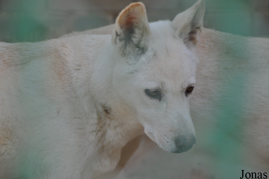 Canis lupus dingo