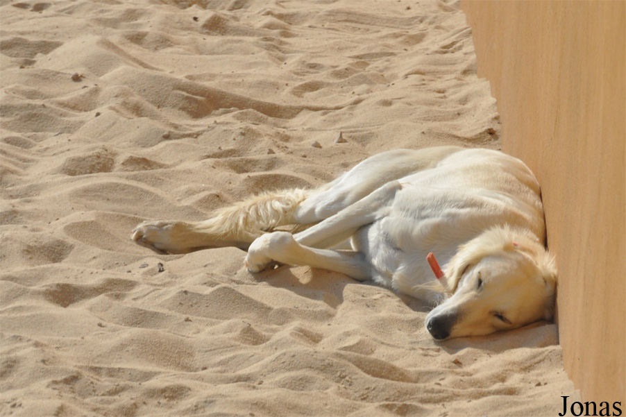 Canis lupus familiaris