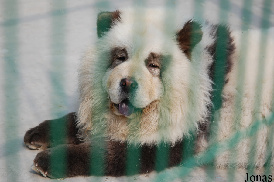 Canis lupus familiaris