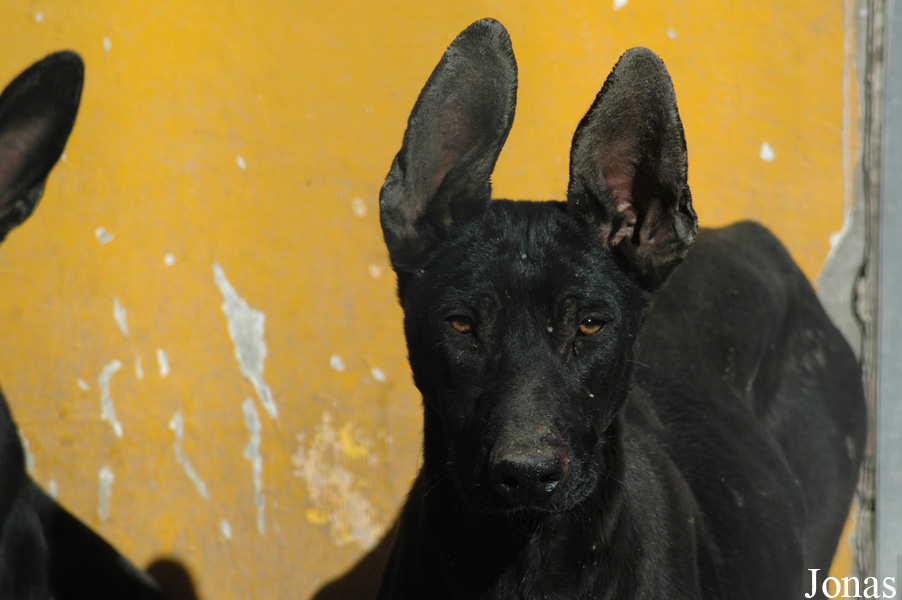 Canis lupus familiaris
