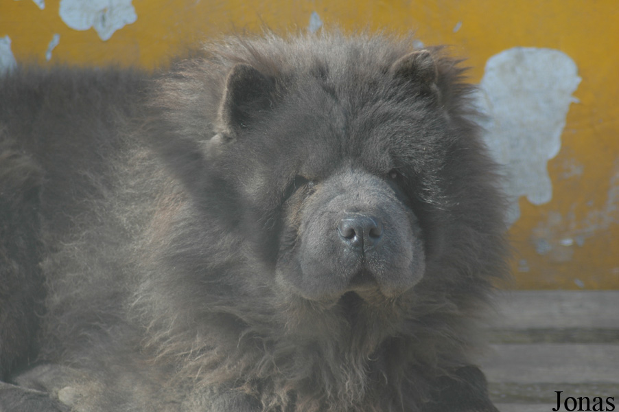 Canis lupus familiaris