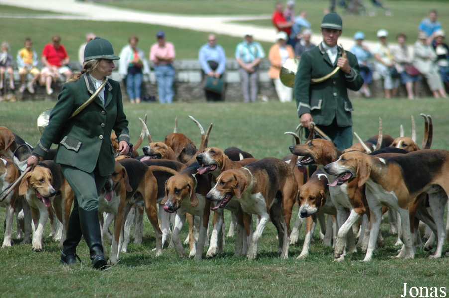 Canis lupus familiaris