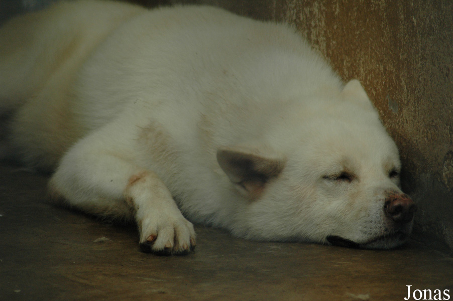 Canis lupus familiaris