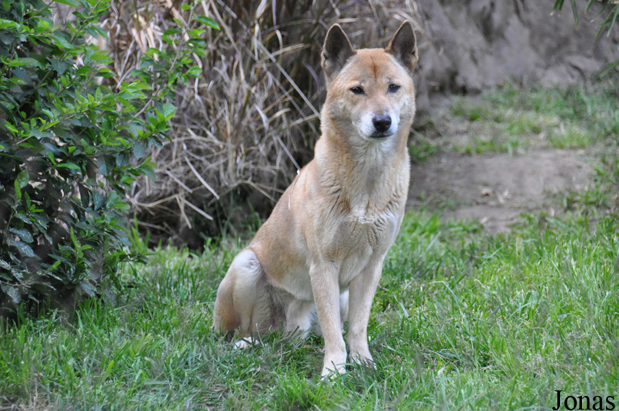 Canis lupus hallstromi