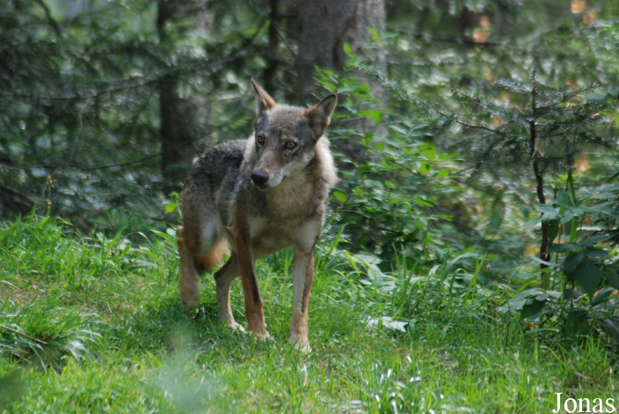 Canis lupus italicus