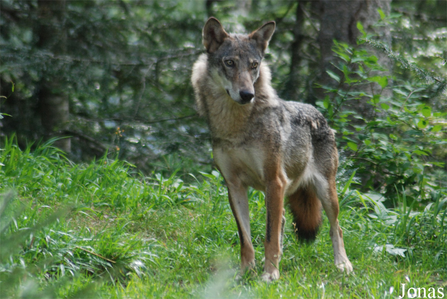 Canis lupus italicus
