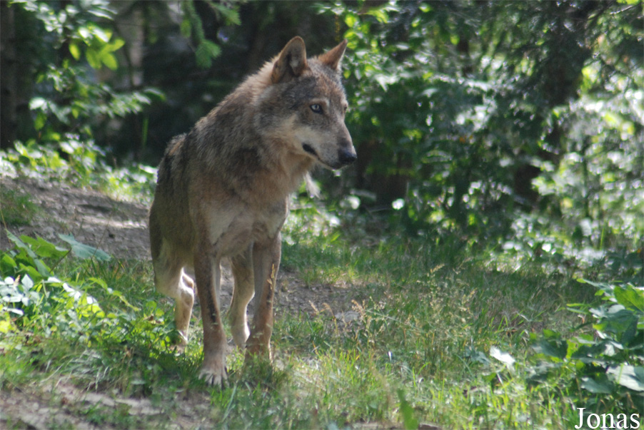 Canis lupus italicus