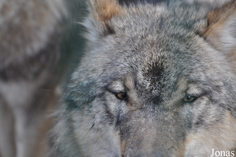 Canis lupus lupus