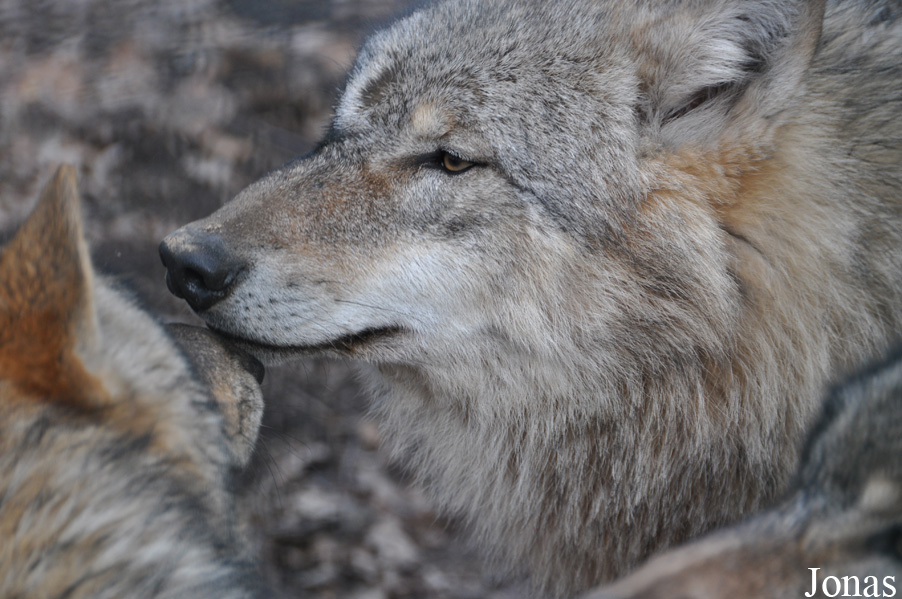 Canis lupus lupus