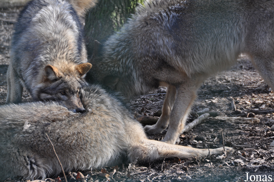 Canis lupus lupus