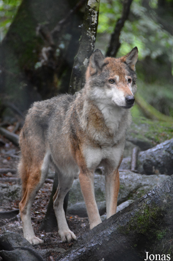 Canis lupus lupus