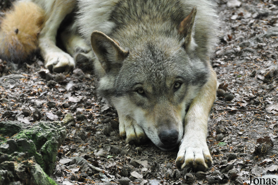 Canis lupus lupus