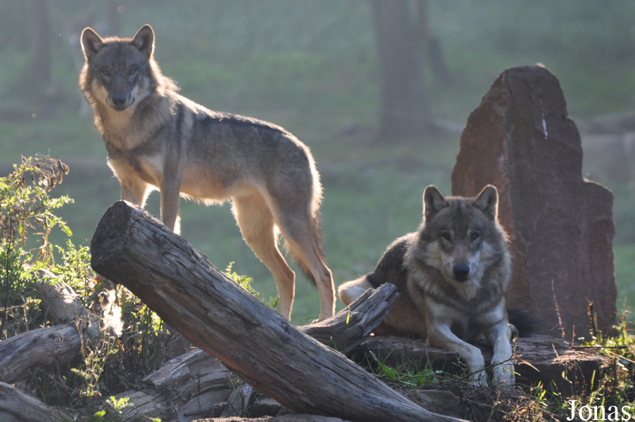 Canis lupus lupus
