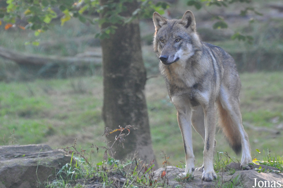 Canis lupus lupus