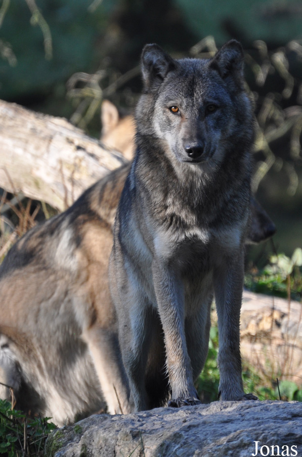Canis lupus lupus