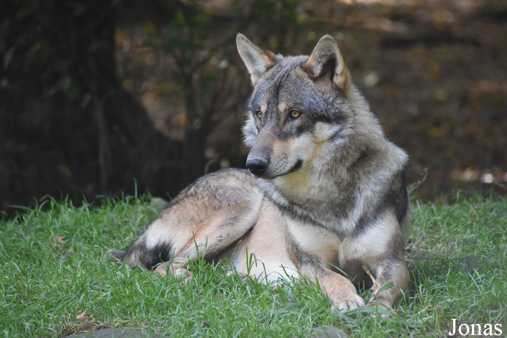 Canis lupus lupus