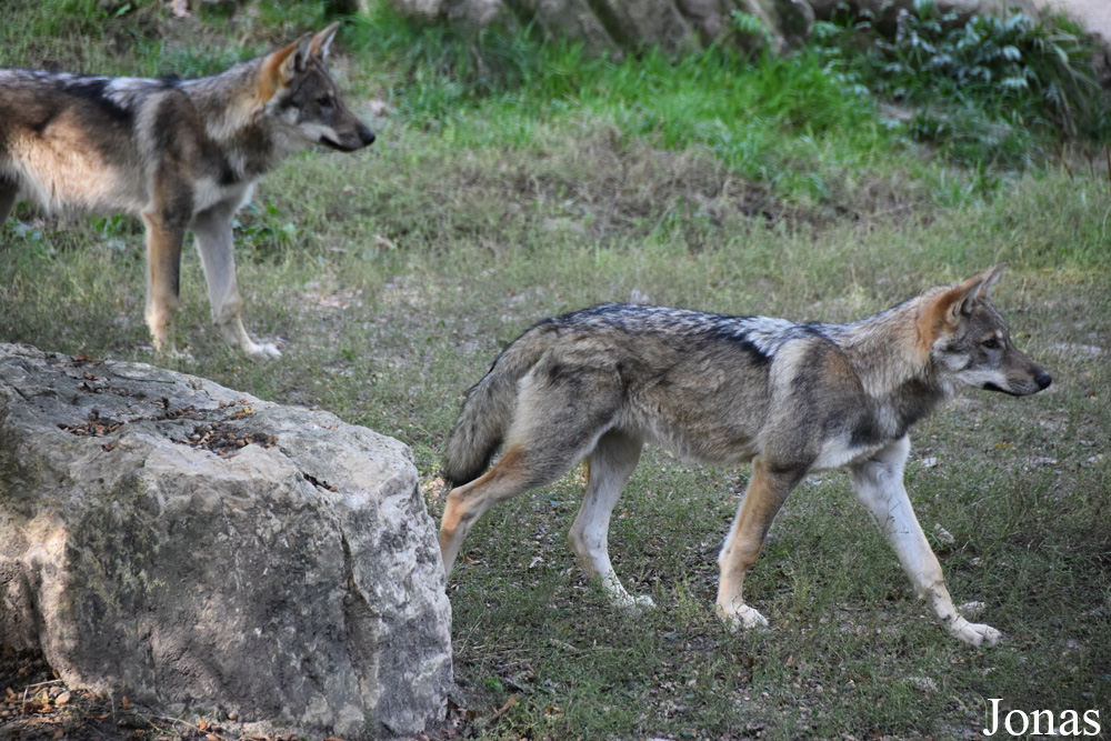 Canis lupus lupus