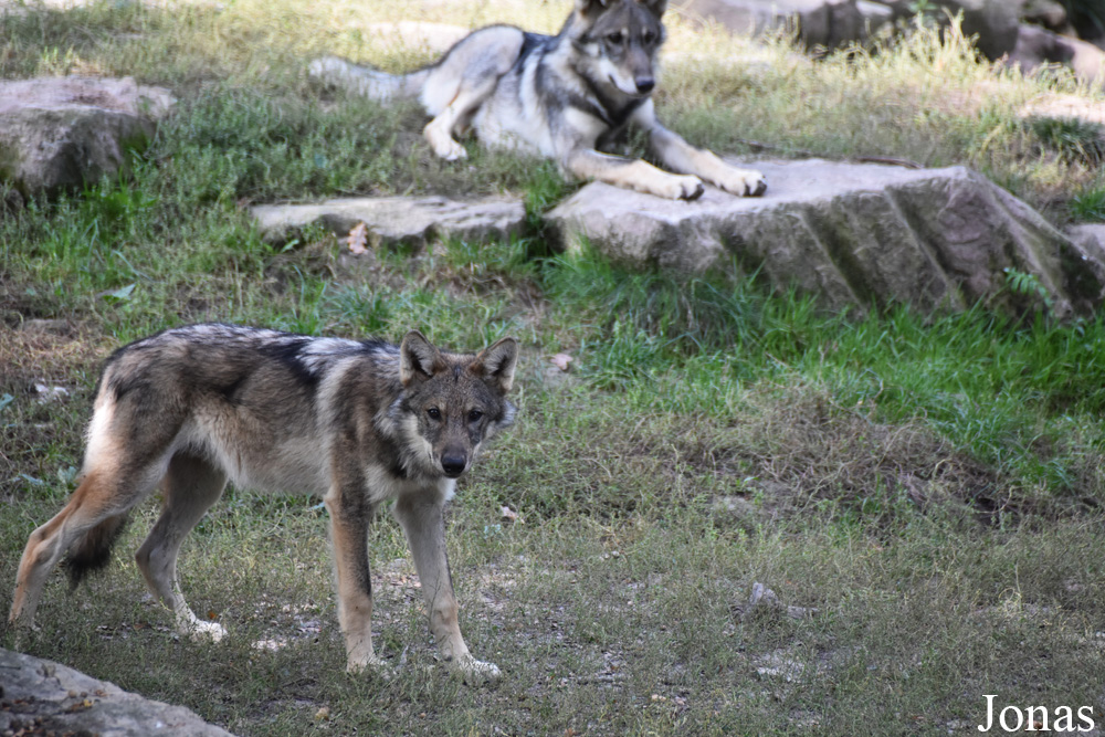 Canis lupus lupus