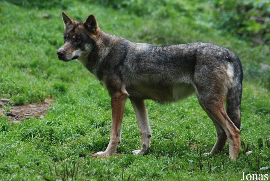 Canis lupus lupus