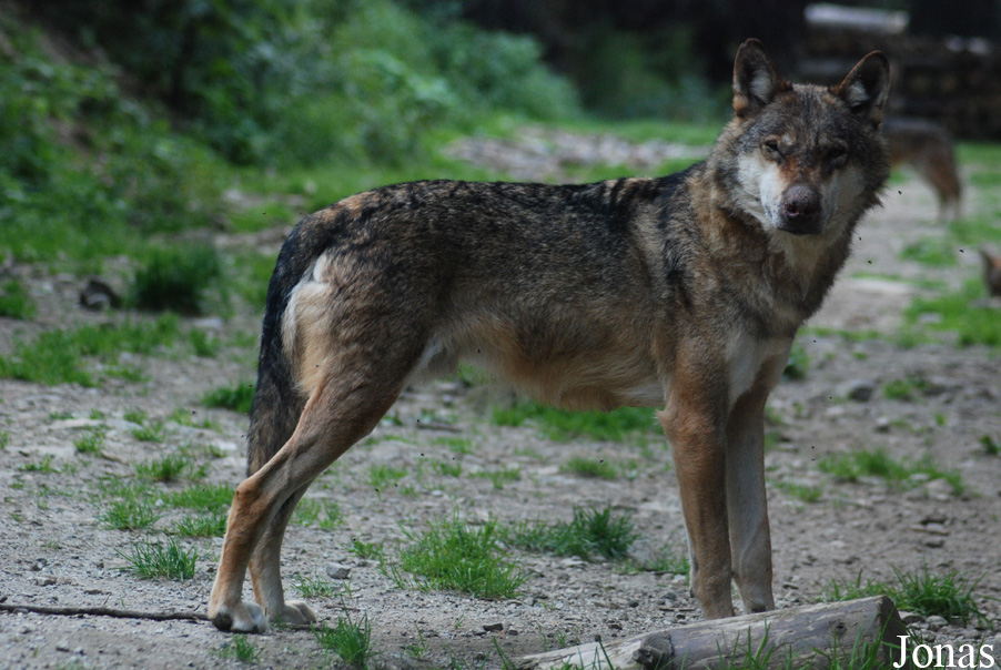 Canis lupus lupus