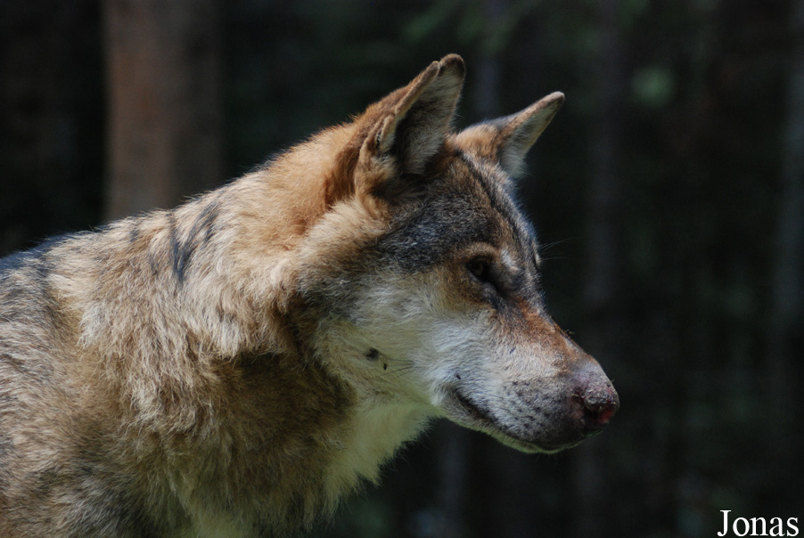 Canis lupus lupus