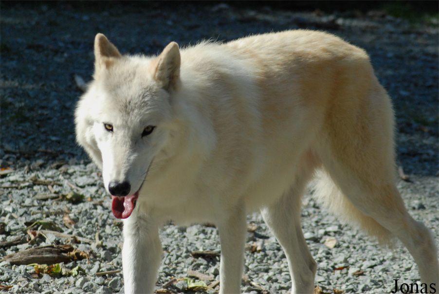 Canis lupus occidentalis