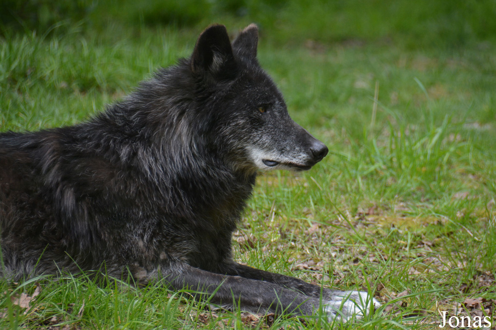 Canis lupus occidentalis