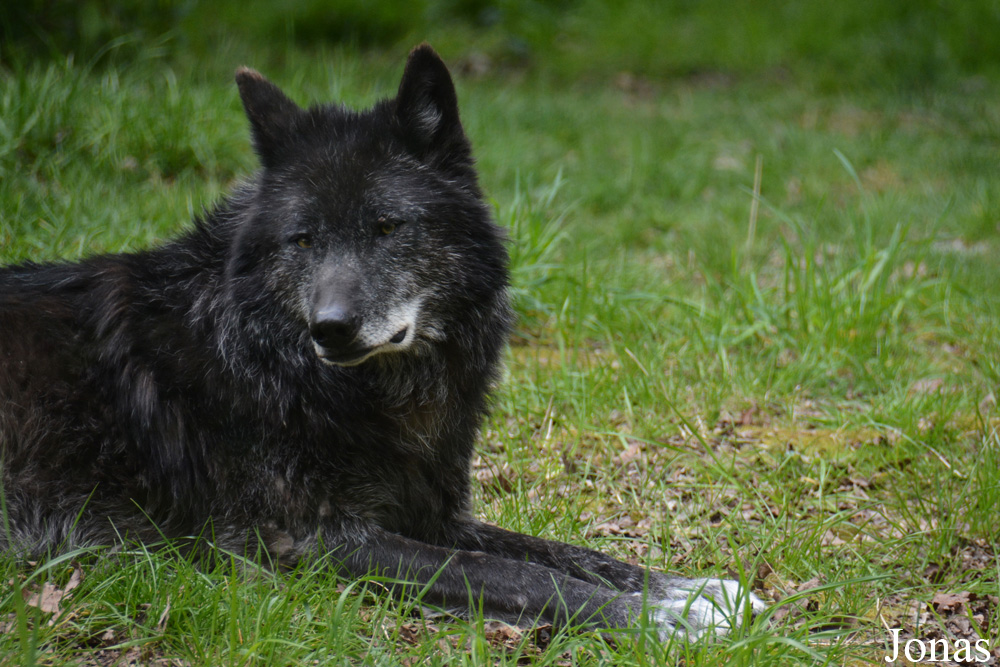 Canis lupus occidentalis