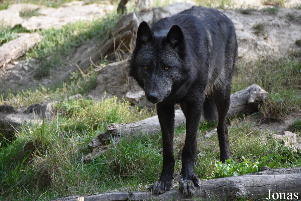 Canis lupus occidentalis