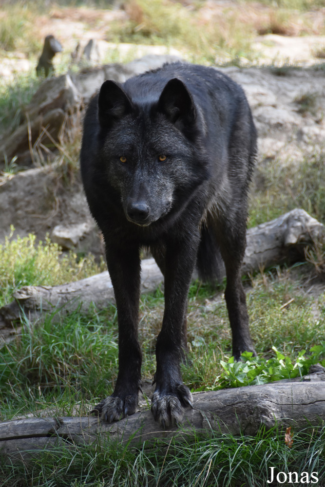 Canis lupus occidentalis