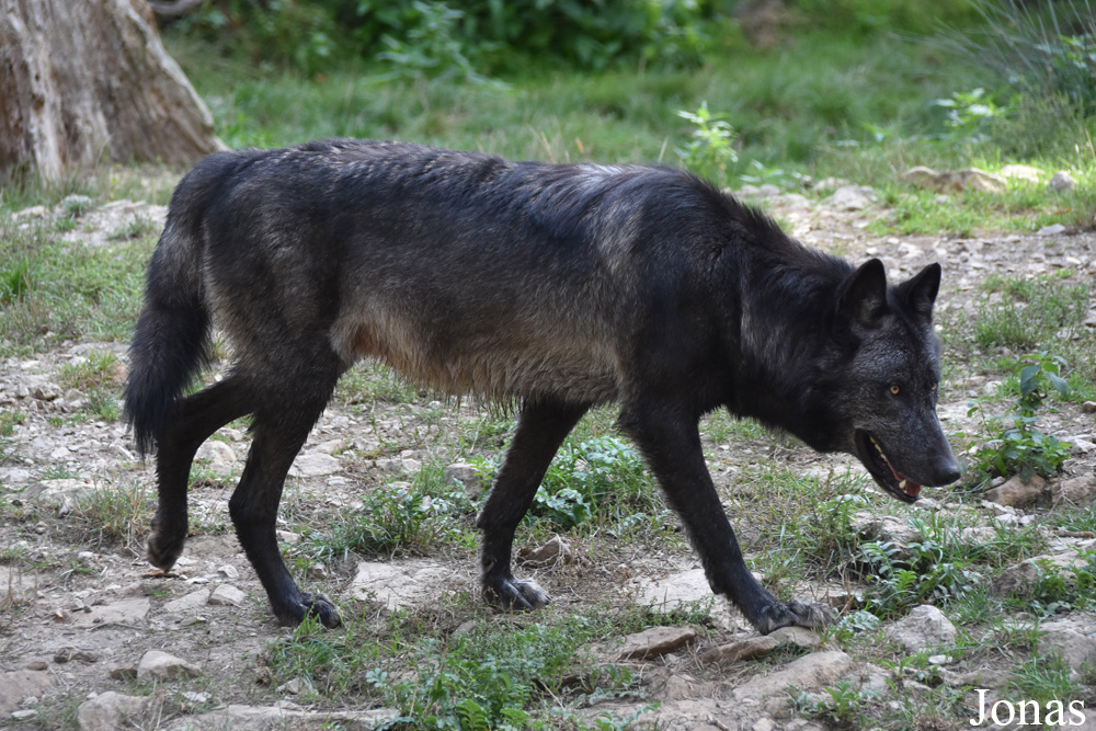 Canis lupus occidentalis