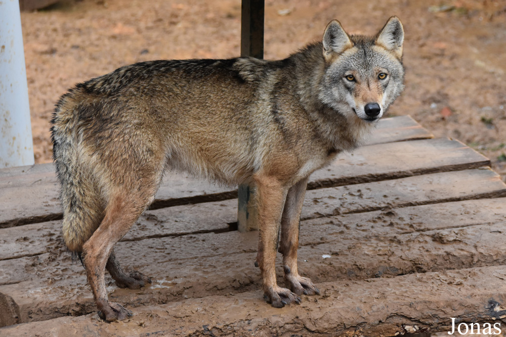 Canis lupus pallipes