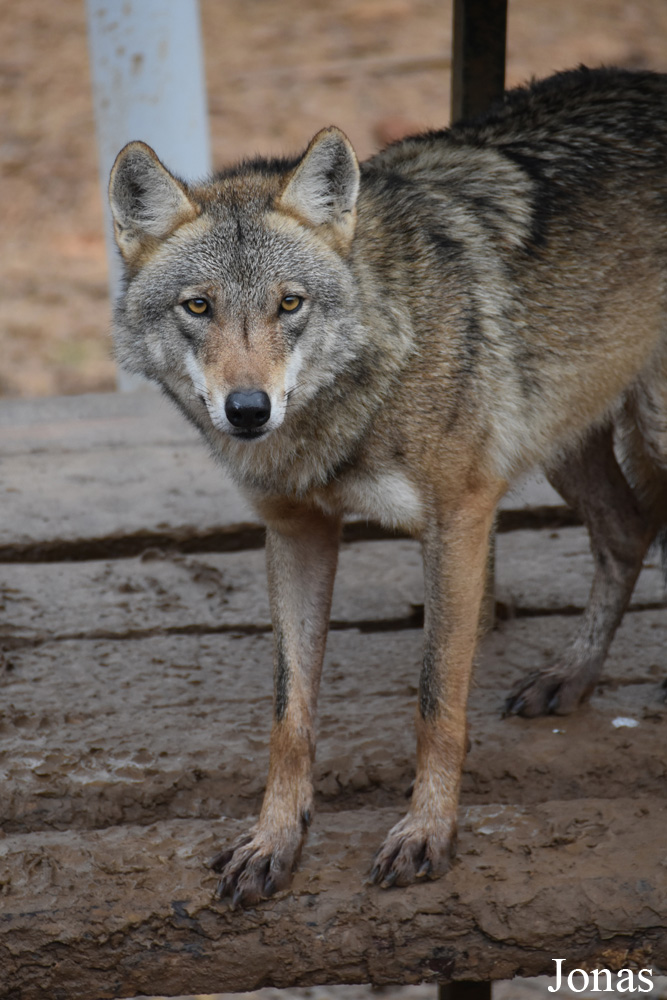 Canis lupus pallipes