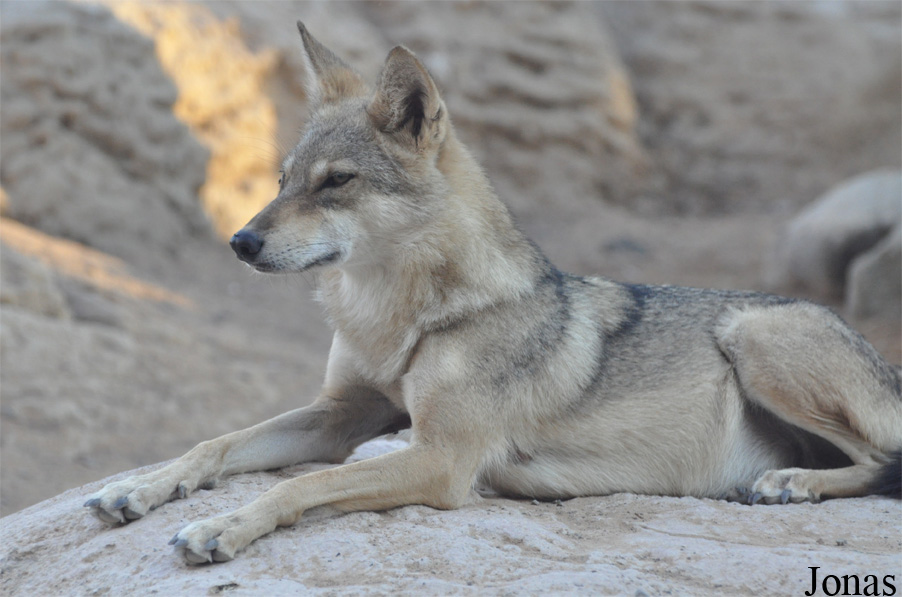 Canis lupus pallipes