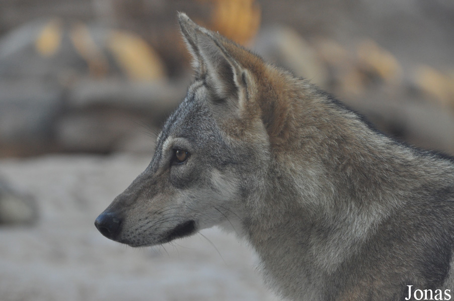 Canis lupus pallipes