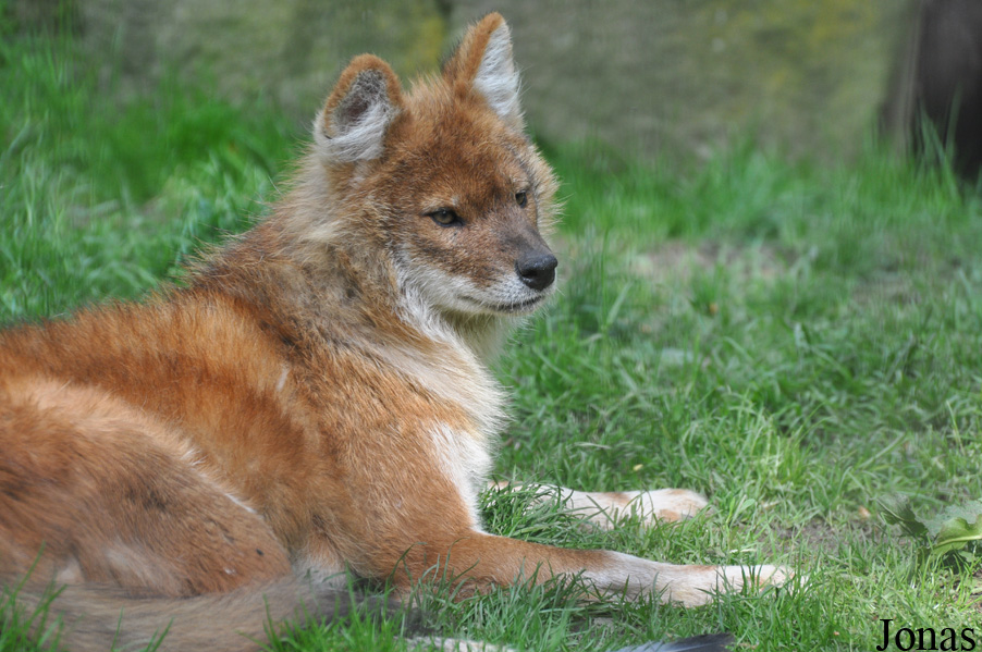 Cuon alpinus lepturus