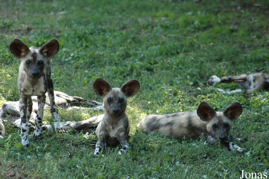 Lycaon pictus