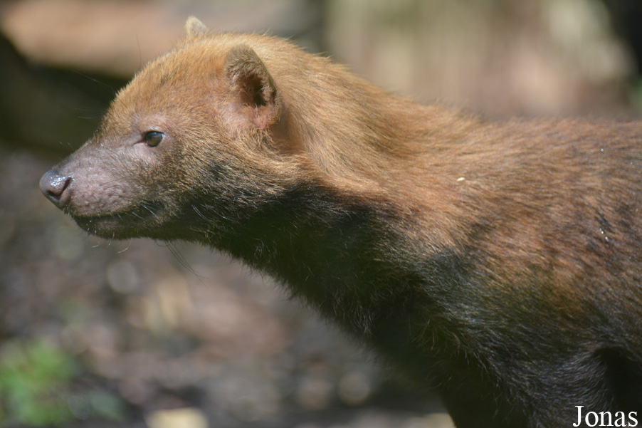 Speothos venaticus