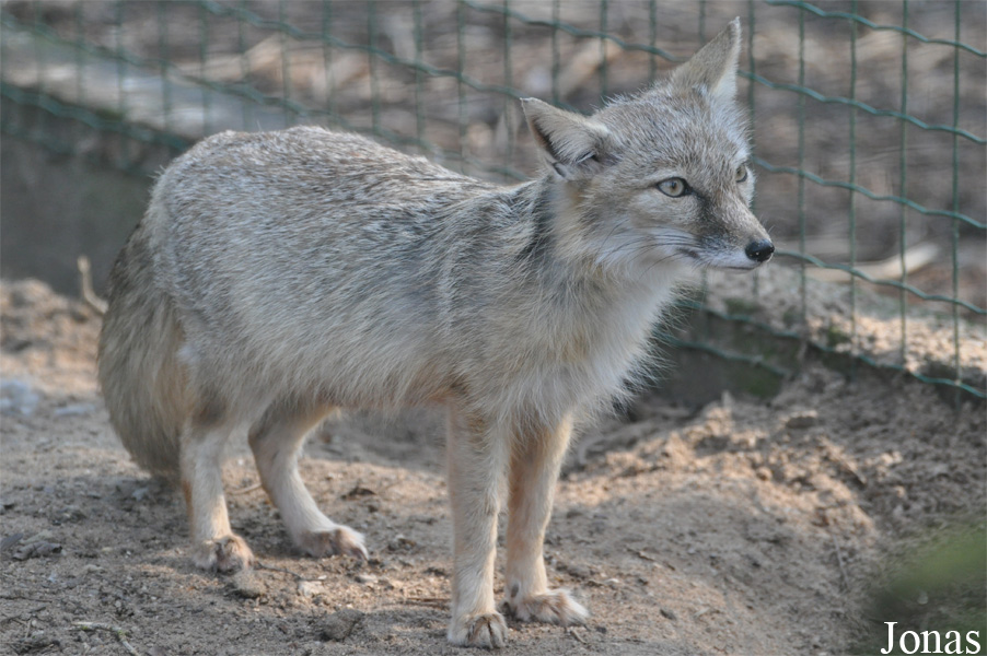 Vulpes corsac