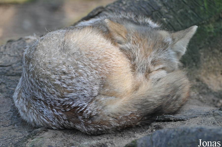 Vulpes corsac