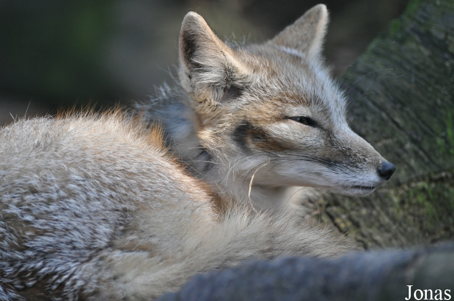 Vulpes corsac