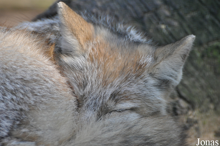 Vulpes corsac