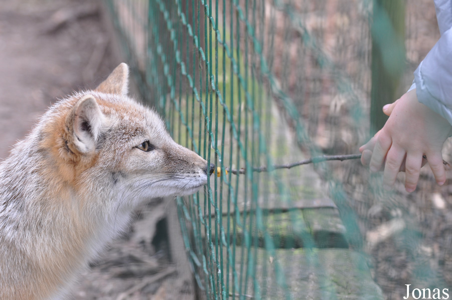 Vulpes corsac