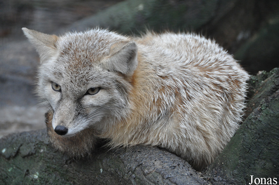 Vulpes corsac