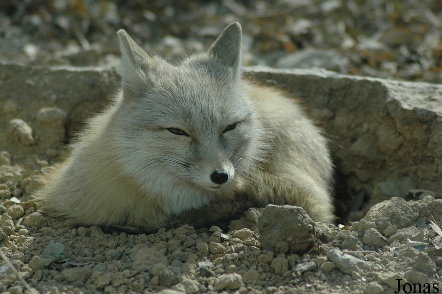 Vulpes corsac