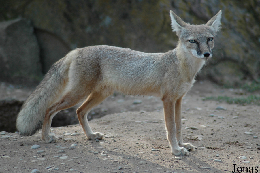 Vulpes corsac