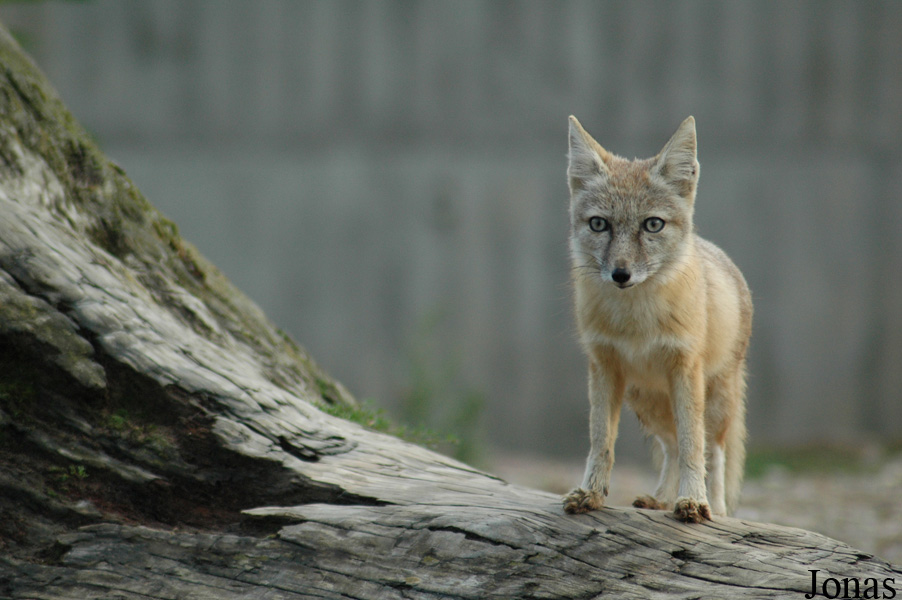 Vulpes corsac