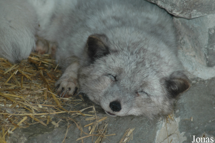 Vulpes lagopus