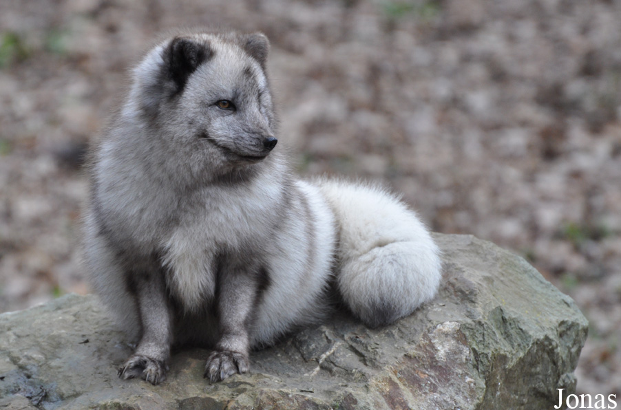 Vulpes lagopus