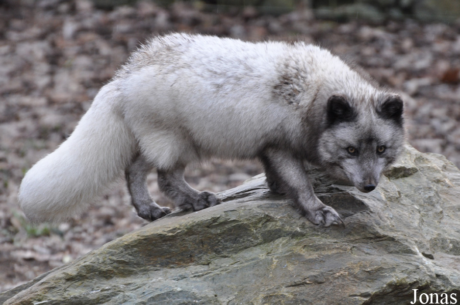 Vulpes lagopus